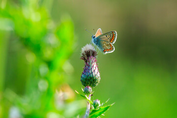  brown argus butterfly, Aricia agestis, top view, open wings