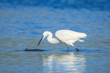 Little Egret, Egretta garzetta, fishing