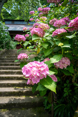 鎌倉246　妙法寺8　紫陽花