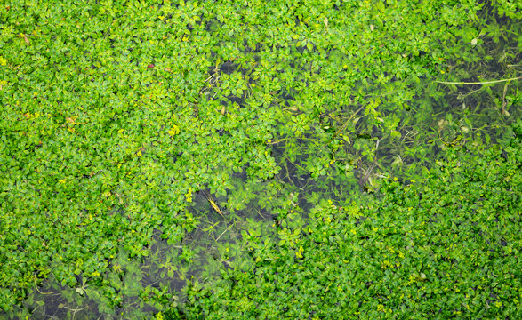 Pond water-starwort (Callitriche stagnalis) is a perennial aquatic vascular plant species. Green dense vegetative mat with uncountable small leaves floating on water surface of a pond in springtime.