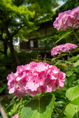 鎌倉246　妙法寺7　紫陽花