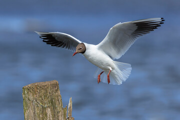Black-headed gull, Chroicocephalus ridibundus, flying