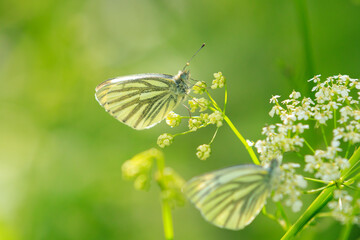 Green-veined white butterfly, Pieris napi, resting in a meadow foraging