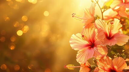 Tropical hibiscus flowers under golden sunlight