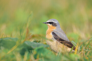 Northern wheatear male bird, Oenanthe oenanthe, foraging in grass