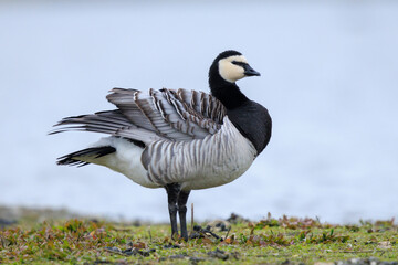 Closeup of a barnacle goose Branta leucopsis in a meadow