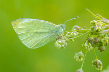 Small white butterfly Pieris rapae feeding