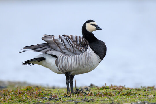 Closeup of a barnacle goose Branta leucopsis in a meadow
