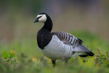Closeup of a barnacle goose Branta leucopsis in a meadow