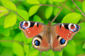 Aglais io, Peacock butterfly resting