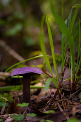 A beautiful violet web-cap growing in the forest during late summer. Natural woodlands scenery on Latvia, Northern Europe.