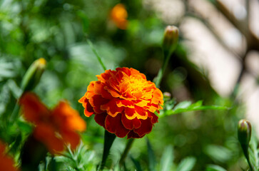 orange flower in the garden