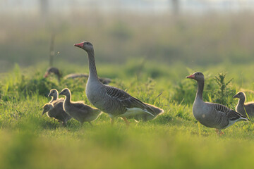 Greylag goose chicks, Anser anser, in a meadow