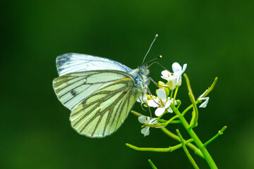 Green-veined white butterfly, Pieris napi,  resting in a meadow