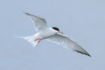 Common Tern, Sterna hirundo, hunting