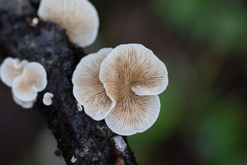 Beautiful, small, white mushrooms growing on a tree trunk in forest. Natural autumn woodlands scenery in Latvia, Northern Europe.