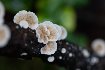 Beautiful, small, white mushrooms growing on a tree trunk in forest. Natural autumn woodlands scenery in Latvia, Northern Europe.