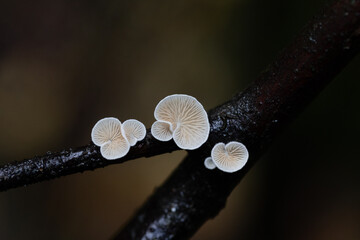 Beautiful, small, white mushrooms growing on a tree trunk in forest. Natural autumn woodlands scenery in Latvia, Northern Europe.
