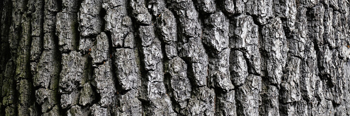 Embossed texture of tree bark. Tree trunk with natural bark patterns on the surface. Natural wood background. Closeup side view.