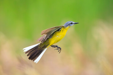 Closeup of a male western yellow wagtail bird Motacilla flava perched