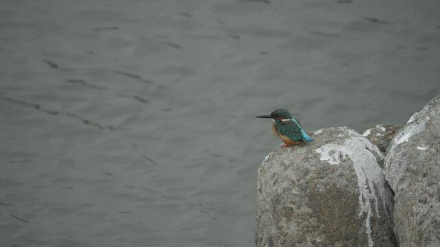Common Kingfishers In Profile Peached waiting for Fish, Taiwan wildlife scene