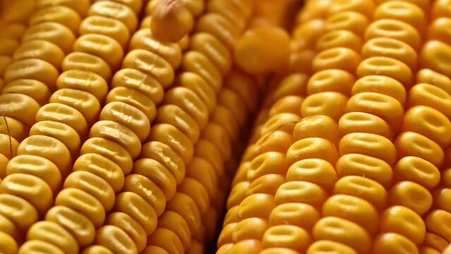 Harvested ear of corn and kernels