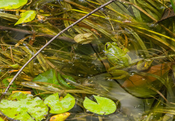 Green pond frog - Euphlyctis hexadactylus