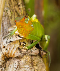 Common green forest lizard - Calotes calotes