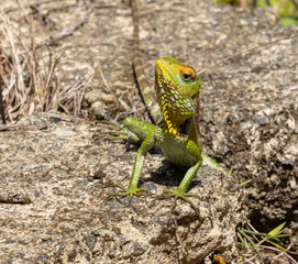 Common green forest lizard - Calotes calotes