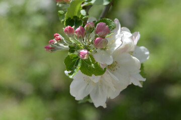 リンゴの花　ニュートンのリンゴの木