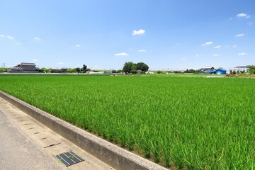 初夏の近郊の田圃と農道風景