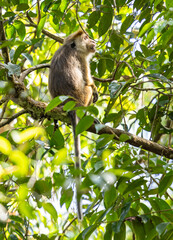 Toque macaque - Macaca sinica