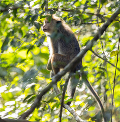 Toque macaque - Macaca sinica