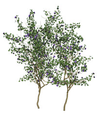Fototapeta premium Albero con e senza foglie bianche, arancioni, verdi, gialle, rosse fondo trasparente e isolato inverno con e senza neve o foglie 