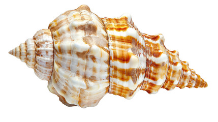 Fototapeta premium A seashell isolated on white transparent background, PNG File. Perfect for clipart