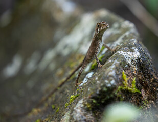 Brown patched kangaroo lizard, Otocryptis wiegmanni