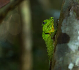 Common green forest lizard - Calotes calotes