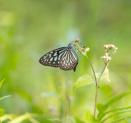 Blue tiger butterfly, Tirumala limniace