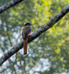 Malabar trogon - Harpactes fasciatus