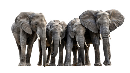 Fototapeta premium A group of elephant isolated on white transparent background, PNG File. Perfect for clipart