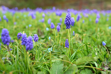 Muscari flowers on the green field.