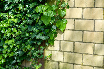 Brick wall covered with climbing green plants.
