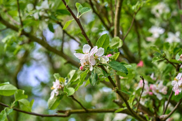 Flowering fruit spring tree on a sunny day.
