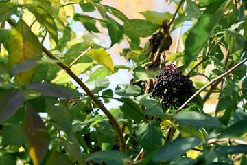 Vibrant Elderberry Cluster Amidst Lush Foliage in Sunlight