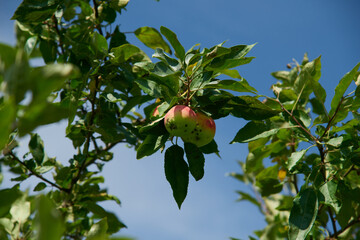 Ripe Apple Hanging on a Tree Branch Under Blue Sky