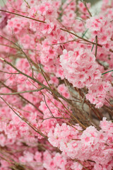 Vibrant Pink Cherry Blossoms in Full Bloom for Spring Season