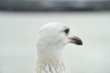 Detailed close up portrait of a beautiful young European herring seagull in Merseyside, UK