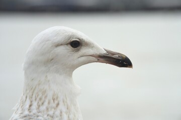 Detailed close up portrait of a beautiful young European herring seagull in Merseyside, UK