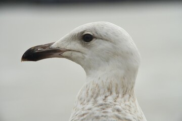 Detailed close up portrait of a beautiful young European herring seagull in Merseyside, UK