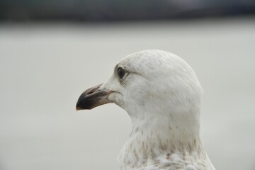 Detailed close up portrait of a beautiful young European herring seagull in Merseyside, UK